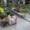 Aanbod planten