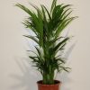 Areca Palm