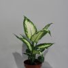 Diffenbachia mix kleur - Afbeelding 2
