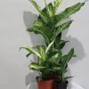 Diffenbachia mix kleur