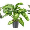 Diffenbachia mix kleur - Afbeelding 3