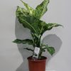 Diffenbachia mix kleur - Afbeelding 4
