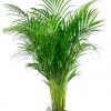 Areca Palm - Afbeelding 2
