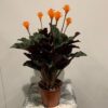 Calathea Crocata - Afbeelding 2
