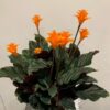 Calathea Crocata