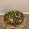 planten schaal met hyacinten
